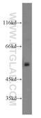 WASL antibody, 14306-1-AP, Proteintech Group, Western Blot image 