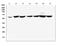 CD1b Molecule antibody, A02158-1, Boster Biological Technology, Western Blot image 