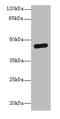 Phosphoglycerate kinase 2 antibody, A60250-100, Epigentek, Western Blot image 