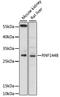 Ring Finger Protein 144B antibody, LS-C748756, Lifespan Biosciences, Western Blot image 