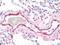 Nuclear Transcription Factor Y Subunit Gamma antibody, orb374261, Biorbyt, Immunohistochemistry paraffin image 