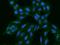Anterior Gradient 3, Protein Disulphide Isomerase Family Member antibody, 201972-T02, Sino Biological, Immunohistochemistry frozen image 
