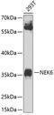 NIMA Related Kinase 6 antibody, 23-615, ProSci, Western Blot image 