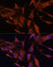 Reversion Inducing Cysteine Rich Protein With Kazal Motifs antibody, 22-434, ProSci, Immunofluorescence image 