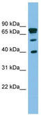 LETM1 domain-containing protein 1 antibody, TA336060, Origene, Western Blot image 