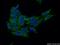 MOK Protein Kinase antibody, 23926-1-AP, Proteintech Group, Immunofluorescence image 