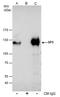 Sp3 Transcription Factor antibody, PA5-78176, Invitrogen Antibodies, Immunoprecipitation image 