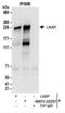 Meiosis Regulator And MRNA Stability Factor 1 antibody, NBP2-22257, Novus Biologicals, Immunoprecipitation image 