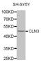 CLN3 Lysosomal/Endosomal Transmembrane Protein, Battenin antibody, PA5-76775, Invitrogen Antibodies, Western Blot image 