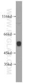 Cytochrome P450 Family 1 Subfamily A Member 2 antibody, 19936-1-AP, Proteintech Group, Western Blot image 