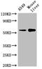 Cytochrome P450 Family 2 Subfamily A Member 13 antibody, CSB-PA621969LA01HU, Cusabio, Western Blot image 