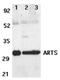 Septin-4 antibody, ADI-905-172-100, Enzo Life Sciences, Western Blot image 
