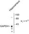 Glyceraldehyde-3-phosphate dehydrogenase, testis-specific antibody, TA309157, Origene, Western Blot image 