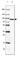 HIV-1 Tat Specific Factor 1 antibody, HPA000504, Atlas Antibodies, Western Blot image 