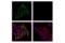 Myosin Light Chain 9 antibody, 95777S, Cell Signaling Technology, Immunocytochemistry image 