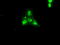 NT-3 growth factor receptor antibody, TA500538, Origene, Immunofluorescence image 