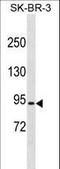 E3 ubiquitin-protein ligase RFWD2 antibody, LS-C155989, Lifespan Biosciences, Western Blot image 