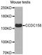 Coiled-Coil Domain Containing 158 antibody, STJ26418, St John