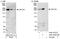 Kinesin Family Member 13A antibody, A301-077A, Bethyl Labs, Immunoprecipitation image 