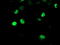 ERCC Excision Repair 4, Endonuclease Catalytic Subunit antibody, TA503341, Origene, Immunofluorescence image 