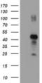 Ring Finger Protein 113B antibody, NBP2-01644, Novus Biologicals, Western Blot image 