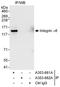 Integrin Subunit Alpha 6 antibody, A303-681A, Bethyl Labs, Immunoprecipitation image 