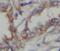 SIR2 antibody, FNab07879, FineTest, Immunohistochemistry frozen image 