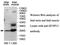 Dual specificity protein phosphatase 13 antibody, MBS416465, MyBioSource, Western Blot image 