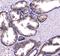 Homogentisate 1,2-Dioxygenase antibody, A01909-1, Boster Biological Technology, Immunohistochemistry paraffin image 