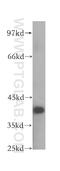 PIP antibody, 16461-1-AP, Proteintech Group, Western Blot image 