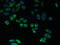 Chromosome 4 Open Reading Frame 3 antibody, LS-C371693, Lifespan Biosciences, Immunofluorescence image 