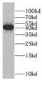 Casein Kinase 1 Alpha 1 antibody, FNab02020, FineTest, Western Blot image 