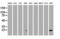 PYD And CARD Domain Containing antibody, LS-C336919, Lifespan Biosciences, Western Blot image 