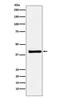 X-Ray Repair Cross Complementing 3 antibody, M01068-1, Boster Biological Technology, Western Blot image 