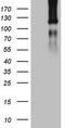 Phosphatidate phosphatase LPIN1 antibody, TA806208, Origene, Western Blot image 