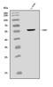 EH domain-containing protein 2 antibody, A04265-2, Boster Biological Technology, Western Blot image 