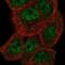Maestro Heat Like Repeat Family Member 6 antibody, NBP2-49541, Novus Biologicals, Immunofluorescence image 