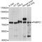 PAB1 antibody, LS-C749853, Lifespan Biosciences, Western Blot image 