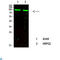 BCL6 Transcription Repressor antibody, LS-C813289, Lifespan Biosciences, Western Blot image 