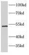 HSN antibody, FNab03018, FineTest, Western Blot image 
