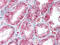 Catalase antibody, AP07394PU-N, Origene, Immunohistochemistry paraffin image 