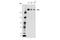 CAD protein antibody, 93925S, Cell Signaling Technology, Western Blot image 