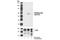p53 antibody, 2528T, Cell Signaling Technology, Western Blot image 