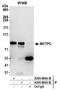 Multiple C2 And Transmembrane Domain Containing 2 antibody, A305-695A-M, Bethyl Labs, Immunoprecipitation image 