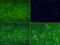 Diaphanous Related Formin 2 antibody, orb156586, Biorbyt, Immunohistochemistry paraffin image 