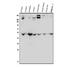 Enolase 1 antibody, A01250-1, Boster Biological Technology, Western Blot image 