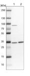 Heterogeneous nuclear ribonucleoprotein A0 antibody, NBP1-83240, Novus Biologicals, Western Blot image 