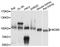Minichromosome Maintenance Complex Component 5 antibody, LS-C748562, Lifespan Biosciences, Western Blot image 