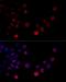 Heterogeneous Nuclear Ribonucleoprotein H2 antibody, LS-C748061, Lifespan Biosciences, Immunofluorescence image 