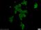 Scm Polycomb Group Protein Like 2 antibody, 25544-1-AP, Proteintech Group, Immunofluorescence image 